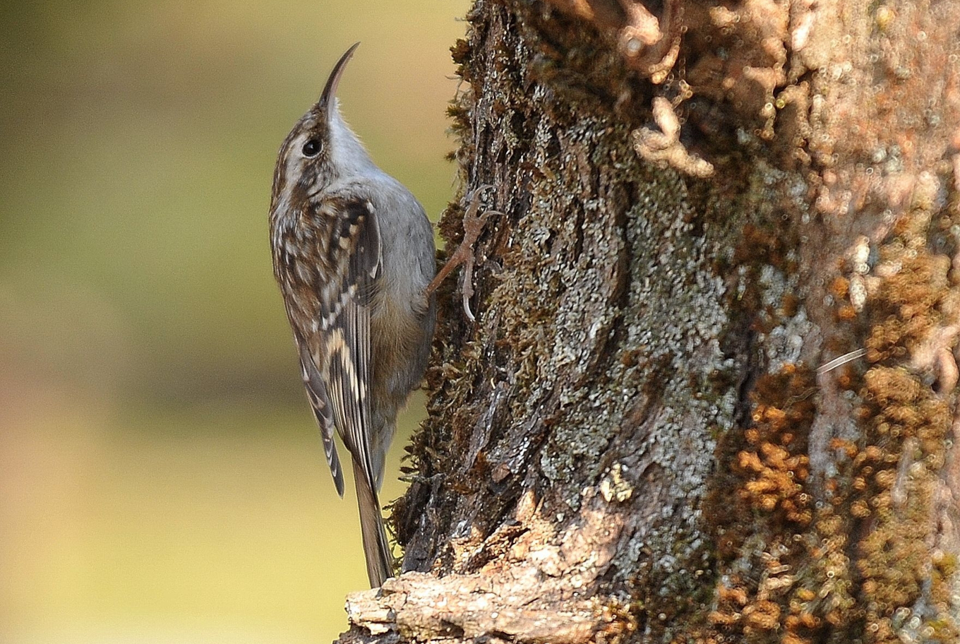 Grimpereau des jardins